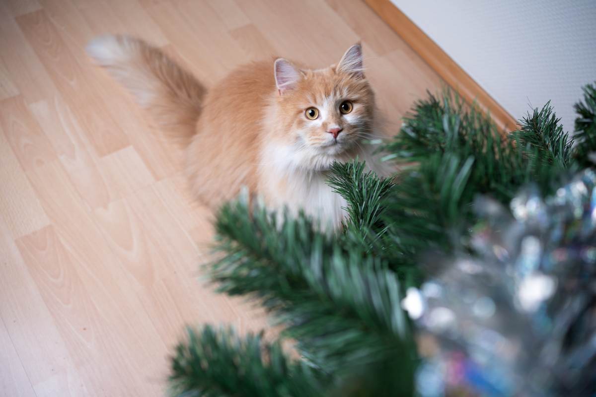 Gatto sotto l'albero di Natale