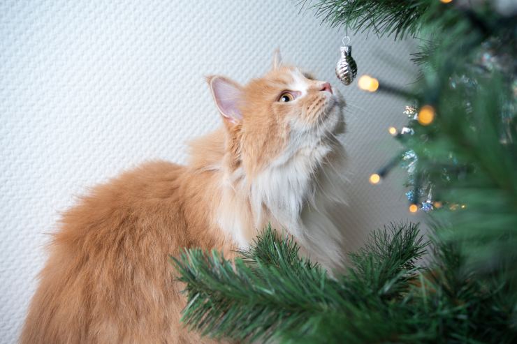 Gatto che annusa l'albero natale